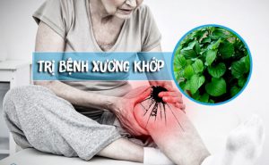 Công dụng lá lốt điều trị xương khớp